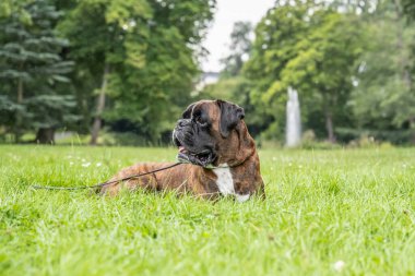 Güzel 3 yaşında safkan altın sarısı Alman boksör köpek yavrusu zıplayarak açık havada atış yapıyor..