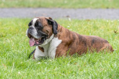 Güzel 3 yaşında safkan altın sarısı Alman boksör köpek yavrusu zıplayarak açık havada atış yapıyor..