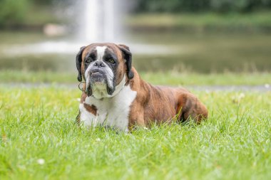 Güzel 3 yaşında safkan altın sarısı Alman boksör köpek yavrusu zıplayarak açık havada atış yapıyor..