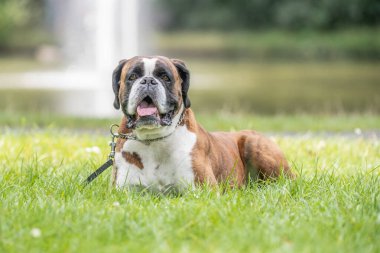 Güzel 3 yaşında safkan altın sarısı Alman boksör köpek yavrusu zıplayarak açık havada atış yapıyor..