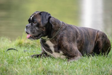 Güzel 3 yaşında safkan altın sarısı Alman boksör köpek yavrusu zıplayarak açık havada atış yapıyor..