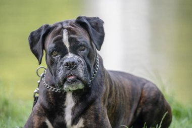 Güzel 3 yaşında safkan altın sarısı Alman boksör köpek yavrusu zıplayarak açık havada atış yapıyor..