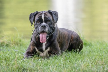 Güzel 3 yaşında safkan altın sarısı Alman boksör köpek yavrusu zıplayarak açık havada atış yapıyor..