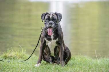 Güzel 3 yaşında safkan altın sarısı Alman boksör köpek yavrusu zıplayarak açık havada atış yapıyor..