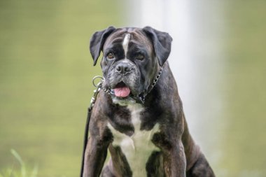 Güzel 3 yaşında safkan altın sarısı Alman boksör köpek yavrusu zıplayarak açık havada atış yapıyor..