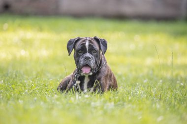 Güzel 3 yaşında safkan altın sarısı Alman boksör köpek yavrusu zıplayarak açık havada atış yapıyor..