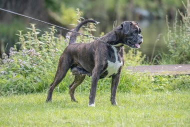 Güzel 3 yaşında safkan altın sarısı Alman boksör köpek yavrusu zıplayarak açık havada atış yapıyor..