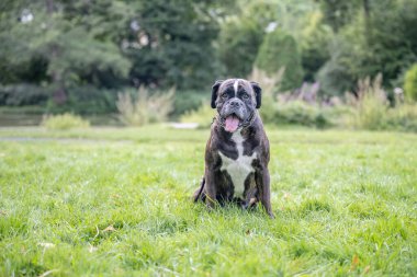 Güzel 3 yaşında safkan altın sarısı Alman boksör köpek yavrusu zıplayarak açık havada atış yapıyor..