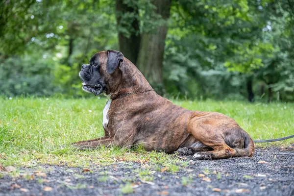 Güzel 3 yaşında safkan altın sarısı Alman boksör köpek yavrusu zıplayarak açık havada atış yapıyor..