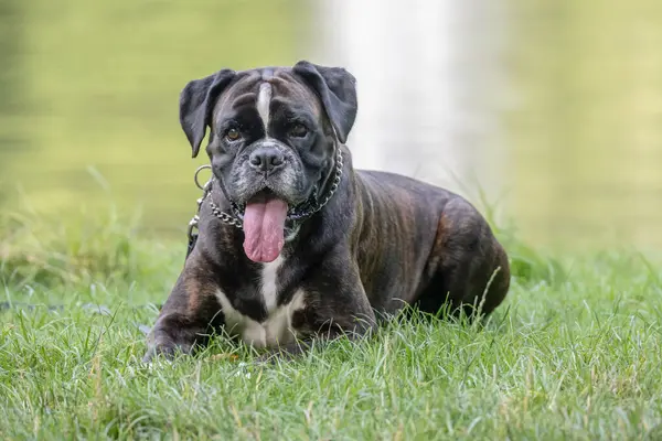 Güzel 3 yaşında safkan altın sarısı Alman boksör köpek yavrusu zıplayarak açık havada atış yapıyor..