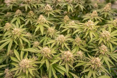 dişi çiçek marihuana SoG Yeşil Ağ Denizi kenevir yetiştirme tekniği kapalı alanda ot yetiştirme sahne gelişimi tıbbi.