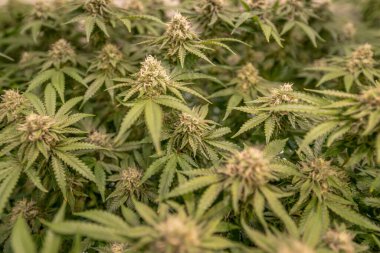 dişi çiçek marihuana SoG Yeşil Ağ Denizi kenevir yetiştirme tekniği kapalı alanda ot yetiştirme sahne gelişimi tıbbi.