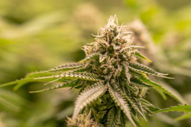 dişi çiçek marihuana SoG Yeşil Ağ Denizi kenevir yetiştirme tekniği kapalı alanda ot yetiştirme sahne gelişimi tıbbi.