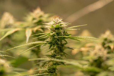 dişi çiçek marihuana SoG Yeşil Ağ Denizi kenevir yetiştirme tekniği kapalı alanda ot yetiştirme sahne gelişimi tıbbi.