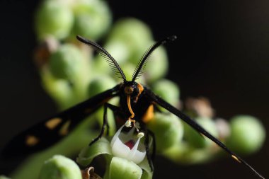 Amata phegea 3540 milimetre kanat açıklığına ulaşır. Erkekler dişilerden daha küçüktür ve daha kalın antenlere sahiptir. Kanatlar mavimsi siyah ya da yeşilimsi, beyaz benekli ve metalik parıltılıdır. Sayı ve noktaların büyüklüğü oldukça değişkendir.. 