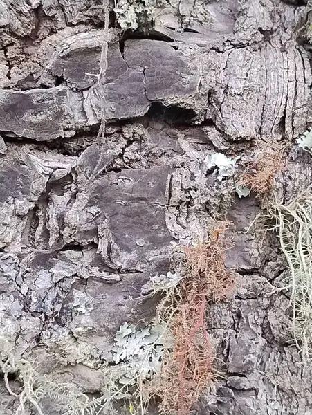 Yosun ve mantar içeren eşsiz bir ağaç gövdesi dokusu.