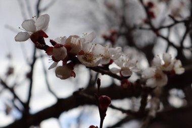 Narin beyaz çiçekli kayısı ağacı dalları ve yumuşak, bulutlu arka planda tomurcuklar. Doğa kıştan sonra uyanır..