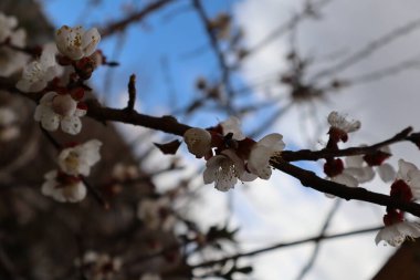 Narin beyaz çiçekli kayısı ağacı dalları ve yumuşak, bulutlu arka planda tomurcuklar. Doğa kıştan sonra uyanır..