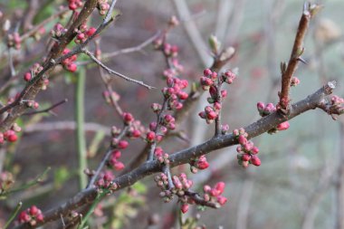 Çalı dallarında bahar tomurcukları. Parlak pembe tomurcuklar çiçek açmak üzere, doğayı canlandırıyorlar. Yenilenmenin ve umudun sembolü..