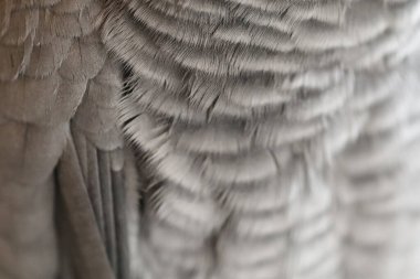 Afrika gri papağanı tüylerinin makro görüntüsü. Ayrıntılı doku, yumuşak çizgiler ve doğal gri renk soyut bir desen oluşturur..