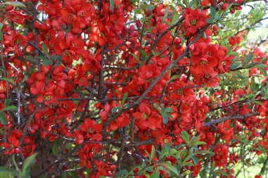 Japon ayva (Chaenomeles japonica) ayva kuşunun canlı bir yakın çekimi, bahar güneşinde parlak kırmızı çiçekler ve taze yeşil yapraklar sunar..