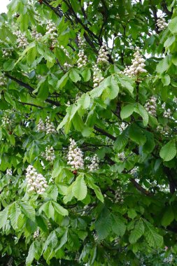 Baharda büyük yeşil yaprakları ve beyaz çiçekleri olan çiçek açan at kestanesi ağacı. Doğal park geçmişi taze mevsimsel büyüme ve güzelliği gösteriyor.