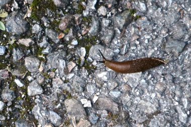 Küçük kayalar ve yosun parçalarıyla engebeli bir yolda sürünen kahverengi bir sümüklü böcek. Yavaş hareket eden bir bahçe yaratığının doğal ortamındaki yakın görüntüsü..