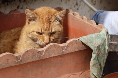 Zencefilli bir sokak kedisi, kısmen tozlu bir bezle kaplı, büyük bir plastik saksının içinde yatıyor. Kedi sıcak güneş ışığında rahat ve rahat görünüyor..
