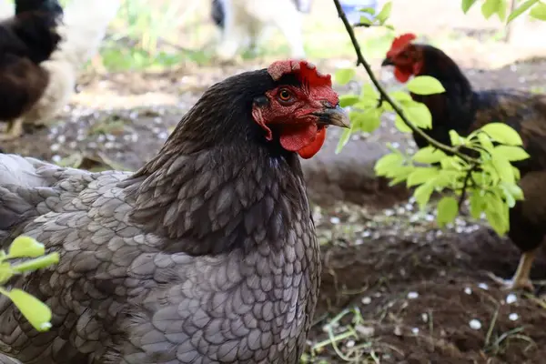 Gri tüylü bir tavuğun kırmızı bir tarağı ve doğal bir çiftlik ortamında gıdısı var. Kuş yeşil yapraklar ve arka plandaki diğer tavuklarla çevrilidir..
