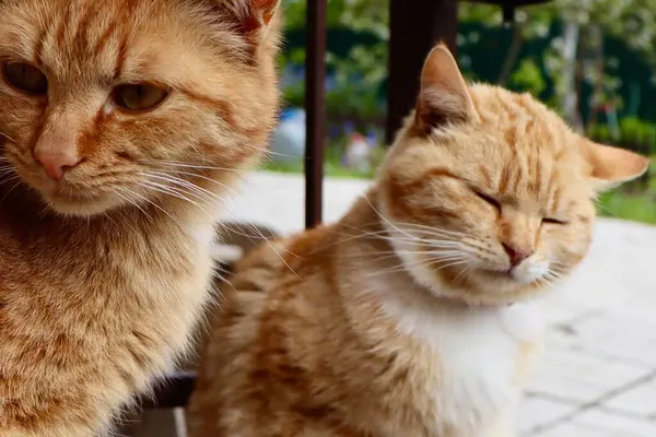 İki kızıl sokak kedisi birlikte dinleniyor. Bir kedi uzaklara bakarken, diğeri huzur içinde oturup seyrediyor. Doğal açık hava ışığı ve yumuşak ifadeler.