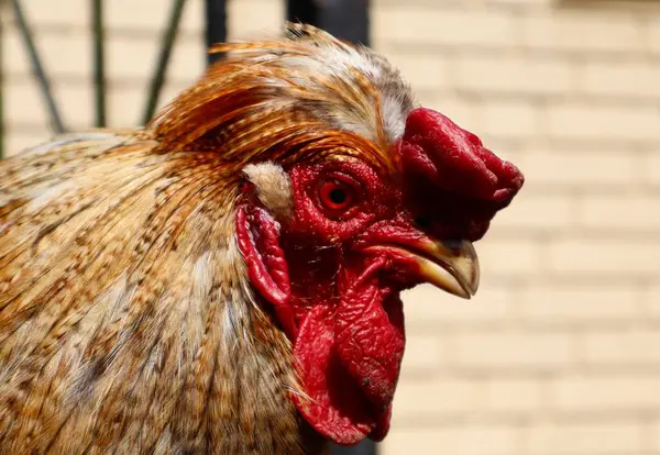 Kırmızı taraklı ve kırmızı gözlü bir horozun yakın plan profili. Tüylerin ve derinin detaylı dokusu doğal gün ışığında yakalanır..