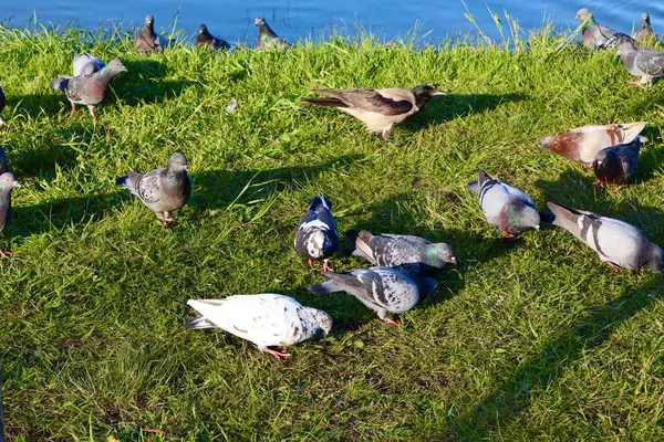 Bir grup güvercin ve bir kukuletalı karga, çimenli bir nehir kıyısında toplanıp, öğleden sonra güneşinin altında yiyecek arıyorlar. Canlı kuşlar canlı bir şehir vahşi yaşamı sahnesi yaratıyor..