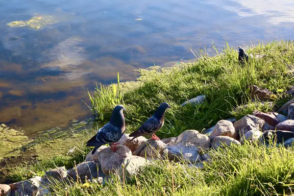 Akşam güneşinin altında çimenli bir göl kıyısında taşların üzerinde iki güvercin duruyor. Üçüncü bir kuş arka planda, sakin yansıtıcı su yüzeyinin yanında görünür..