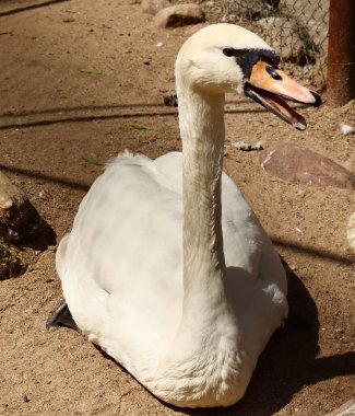 Beyaz bir kuğu kumlu zeminde gagası hafif açık oturuyor. Kuş güneşin altında güneşleniyor, zarif boynunu ve sakin duruşunu gösteriyor..