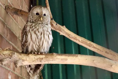 Çizgili tüyleri olan güzel bir baykuş, bir muhafaza içindeki ahşap bir dalda sessizce oturur. Büyük siyah gözleri ve kabarık vücudu ona bilgece ve sakin bir görünüm verir..