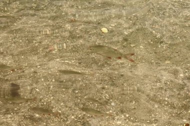 Bir grup küçük balık kayalık bir göl yatağının üzerinde açık sığ sularda yüzer. Güneş ışığı yüzeye yansıyarak ışık ve gölge dalgalanmaları ve desenleri yaratır..