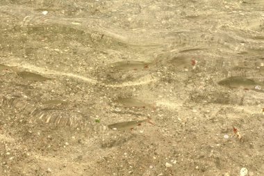 Bir grup küçük balık kayalık bir göl yatağının üzerinde açık sığ sularda yüzer. Güneş ışığı yüzeye yansıyarak ışık ve gölge dalgalanmaları ve desenleri yaratır..