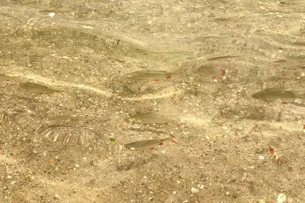 Bir grup küçük balık kayalık bir göl yatağının üzerinde açık sığ sularda yüzer. Güneş ışığı yüzeye yansıyarak ışık ve gölge dalgalanmaları ve desenleri yaratır..