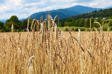 Uçsuz bucaksız kırsal bir alanda olgunlaşan altın buğday ve arpa uzak dağlar ve parlak bir gökyüzünün altında yeşil ağaçlar. Yazın manzaralı tarım manzarası.