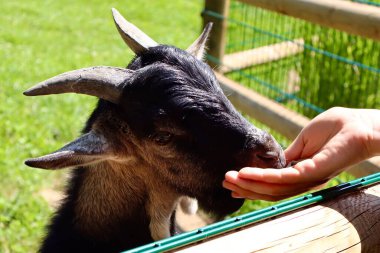 Evcil bir keçi güneşli bir hayvanat bahçesinde insan elinden yiyor. Huzurlu bir çiftlik ortamında güven ve sakinlik gösteriyor..