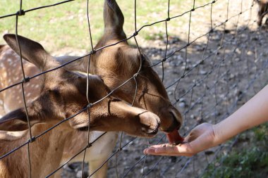 Güneşli bir günde metal bir çitin içinden elini uzatan iki genç geyik vahşi yaşamla insanlar arasındaki barışçıl bağı vurguluyor..