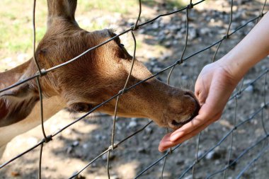 Genç bir geyik, güneşli bir açık hava kabininde, insan ve hayvan arasındaki güven ve bağlantıyı gösteren bir tel örgüden elini yalıyor..