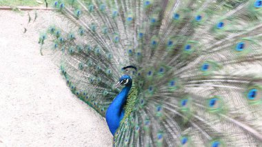 Bir tavus kuşunun açık kuyruğu, Paulownia 'nın çiftleşme mevsimi renkli tüylerin güzelliğiyle, mavi, yeşil, pastel kahverenginin tonlarıyla, Prag bahçesinde özgürce yaşayan kuşların çiçek açan manolyalarıyla