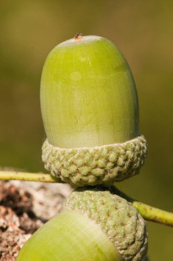 İngiliz meşe ağacından düşen yeşil meşe palamudu.