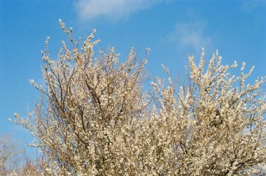 Hawthorn açık mavi gökyüzüne karşı tam çiçekleniyor ilkbahar İngiltere kırsalında