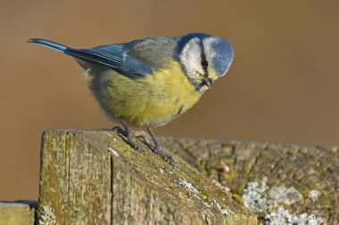 blue tit on woodland fence