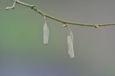 İlkbaharda fındık ve catkins