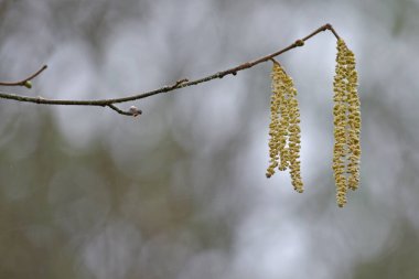İngiliz Ormanında Hazel Catkins