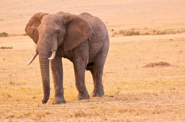 Büyük Afrika fili kurumuş nehir yatağında ewaso nyuru Samburu Kenya Doğu Afrika 'da