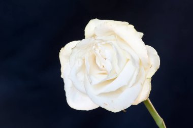 Siyah arkaplana karşı beyaz gül detaylı makro çekim